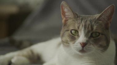 Evcil kedi meraklı gözler, daire içinde başıboş kedi portresi