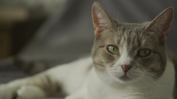 Domácí Kočka Zvědavé Oči Zblízka Zbloudilé Kočičí Portrét Bytě — Stock video