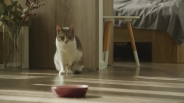 Evcil kedi yemek yedikten sonra ağzını yıkıyor. Tekir kısa saçlı başıboş kedi yemek önünde bıyıklarını yalıyor.