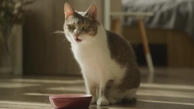 Çizgili evcil kedi yemek yedikten sonra ağzını yıkıyor. Tekir kısa saçlı başıboş kedi yemek önünde bıyıklarını yalıyor.