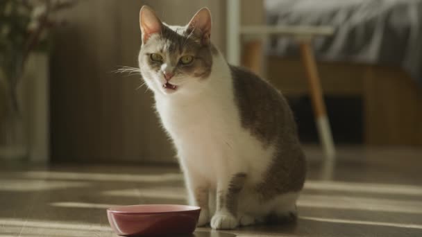 Proužkovaná Domácí Kočka Jídle Myje Ústa Tabby Krátké Vlasy Zatoulané — Stock video