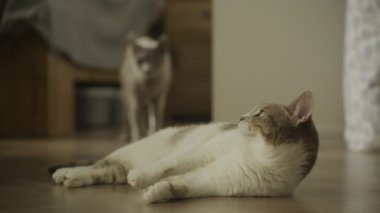 İki evcil kedi birbiriyle etkileşir, tekir kedi yavaş çekimde gri kısa hava kedisine bakar