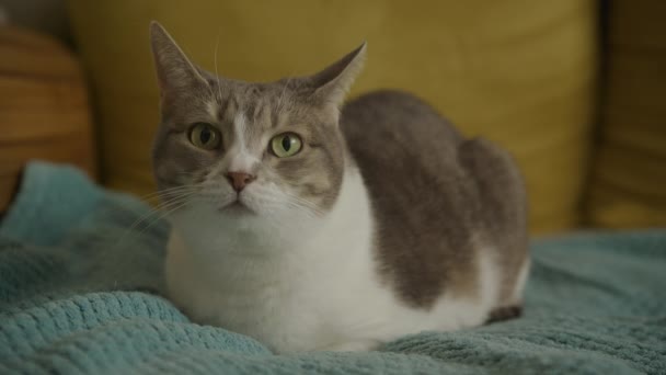 Hauskatze Blickt Kamera Gestromte Streunerkatze Porträtiert Katze Drinnen — Stockvideo