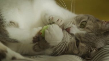 Kedi oyuncak fareyle yavaş çekimde oynuyor. Beyaz tekir kedicik patileriyle neşeli ruh halinde avlanıyor