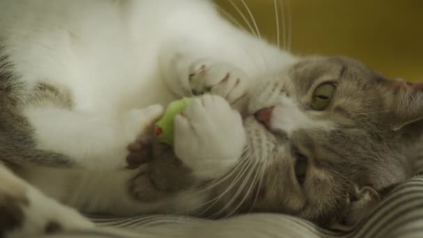 Kat Spelen Met Speelgoed Muis Slow Motion Witte Tabby Verdwaalde — Stockvideo