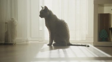 Güneş ışığında oturan ve yavaş çekimde kameraya bakan evcil kedi.