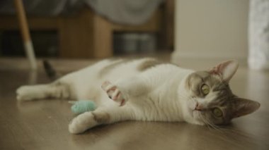 Komik Kedi Pençelerini ve Pençelerini Yavaş Çekimde Kapalı Kapılar 'a Uzatıyor