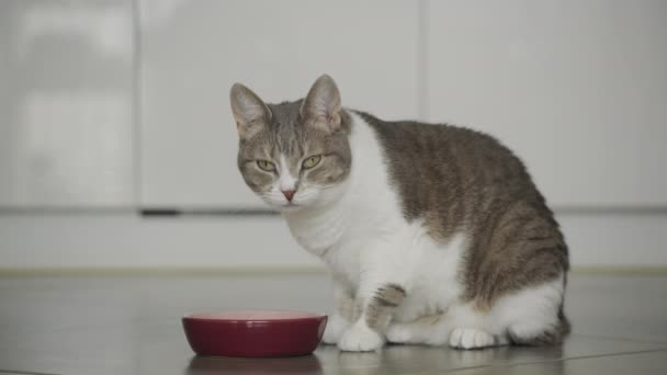 Streunende Katze Isst Mahlzeit Und Blickt Zeitlupe Auf Kamera Haus — Stockvideo