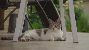 Verandada dinlenen sokak kedisi, bahçede sandalyenin altında yatan beyaz tekir kedisi.