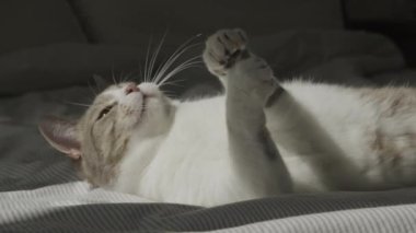 Evcil Kedi İple Oynuyor, Serseri kedi yaz güneşinde yatakta avlanıyor