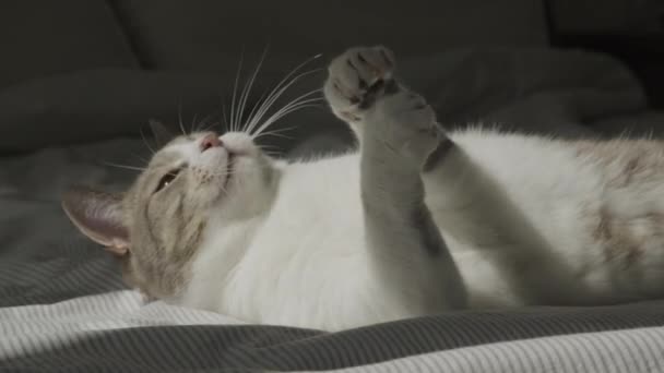夏の日差しの中でベッドでロープ 野良子猫狩りで遊ぶ国内猫 — ストック動画
