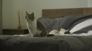 İki evcil kedi gün ışığı altında yatağa oturur ve kameraya yavaş çekimde bakar.
