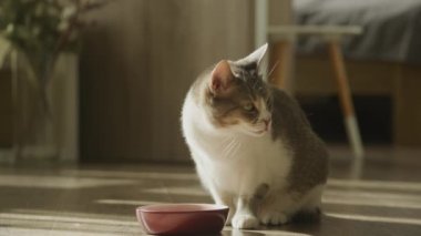 Kedi Yeme Yemeği, Tekir Evcil Sray Kedi maması Yavaş Çekimde Tatma Yemeği
