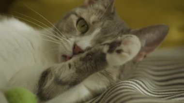 Evcil Kedi Yalayan Pençe Çok Yaklaş, Sokak Kedisi Yavaş Çekimde Yıkanır