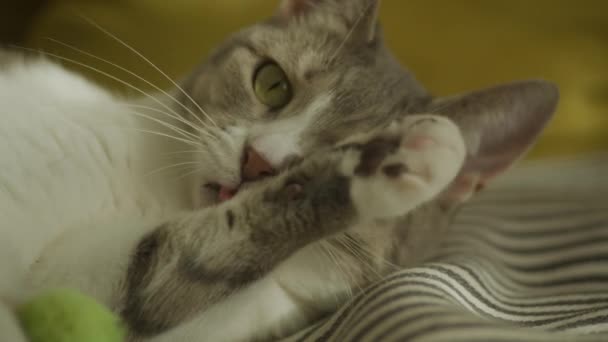 Gato Doméstico Lamiendo Pata Extreme Close Lavado Felino Callejero Cámara — Vídeos de Stock