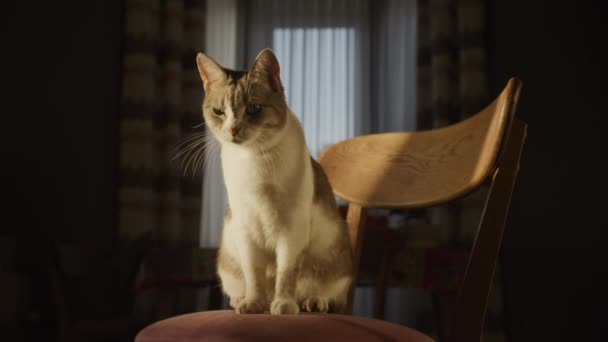 Αστεία Γάτα Σπίτι Κοιτάζοντας Κάμερα Και Πλύσιμο Μουστάκι Της — Αρχείο Βίντεο