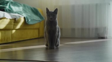 Gri kısa saçlı, safkan evcil kedi. Apartman zemininde, güneş ışığında ağır çekimde poz veriyor.