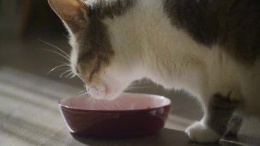 Ev kedisinin güneş ışığında ağır çekimde yemek yemesi yan görünümü