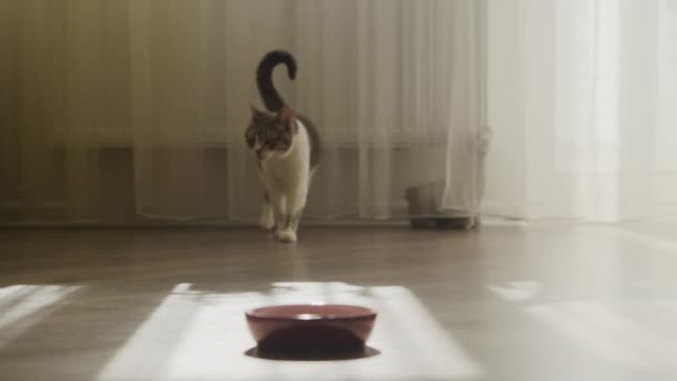 Блаженна Кішка Йде Камеру Щоб Їсти Їжу Домашня Кішка Таббі — стокове відео
