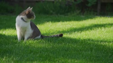 Tekir Evcil Kedi Bahçede, Başıboş Kedi Yeşil Çimlerde
