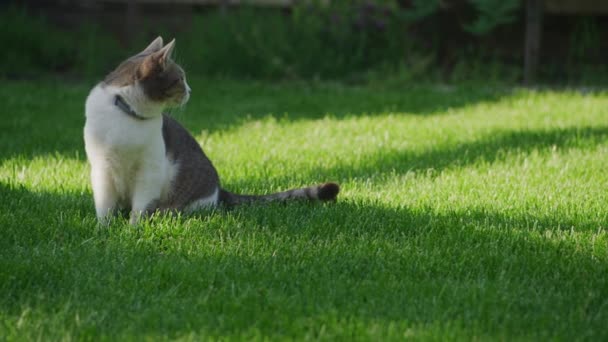 Tabby Domácí Kočka Zvědavý Zahradě Zatoulané Feline Trávníku — Stock video