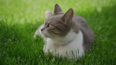 Beyaz Çizgili Ev Kedisi Bahçedeki Yeşil Çimende Rahatla Yaklaş