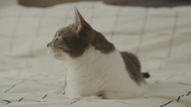 Başıboş Kedi 'nin Yörüngesinde, Yatak ve Bakış' ta ağır çekimde uzanıyor, evcil kedinin etrafında dönüyor, dinleniyor.