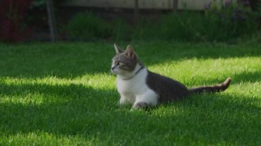 Güneşin bahçedeki tekir kediyle oynaması, başıboş kedinin yeşil çimlere bakması