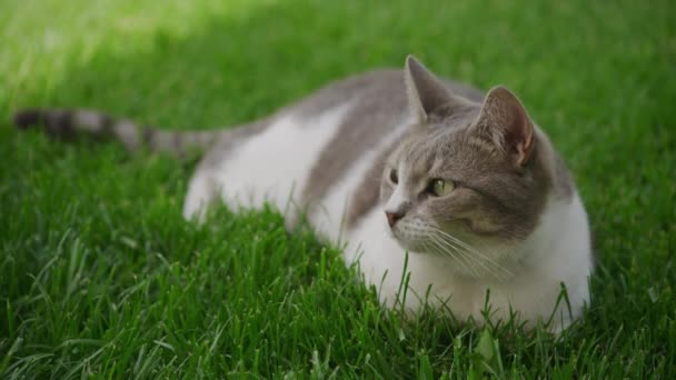Tabby Zatoulaná Kočka Ležící Trávníku Zahradě Pruhovaná Domácí Kočka Odpočívající — Stock video