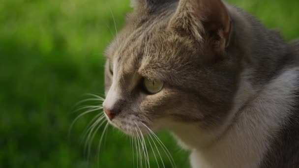 Close Gato Doméstico Curioso Olhando Redor Pôr Sol Gramado Quintal — Vídeo de Stock