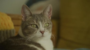 Sokak Kedisi Yüzü Kapalı, Evcil Kedi Neşeli Ruh Haliyle Etrafa Bakıyor