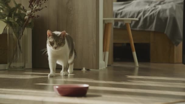 Tabby Domácí Kočka Kráčí Jejímu Jídlu Zpomaleném Filmu Pruhované Krátké — Stock video