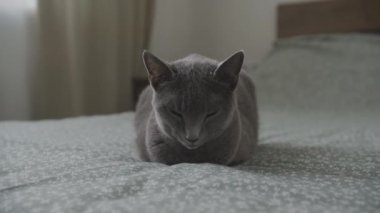 Yatakta Uyuyan Kedi 'nin etrafında dönüyor, safkan kısa saçlı gri bir kedinin etrafında dönüyor.