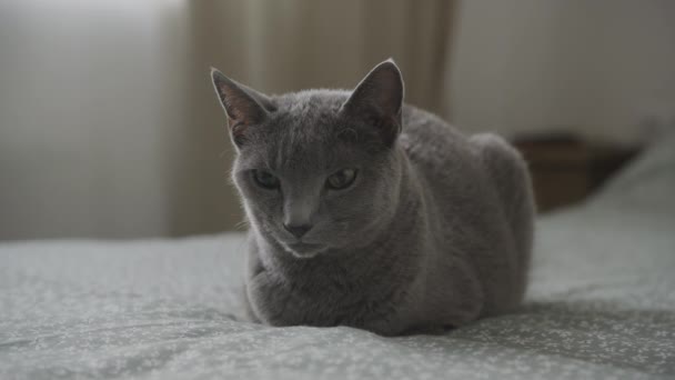 Orbiting Domestic Cat Bed Pivoting Purebred Short Hair Grey Kitty — Stock Video