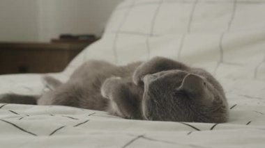 Evcil Kedi Yatakta Uyuyor, Apartmanda safkan bir kedinin yörüngesinde