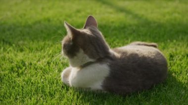 Yeşil Çimlerin üzerinde güneş ışığında uzanırken Tekir Kedi Kafasını sallıyor