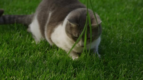 Evcil Sokak Kedisi Bahçede Çimende Oynuyor Tekir Beyaz Kedi Saldırıda — Stok video