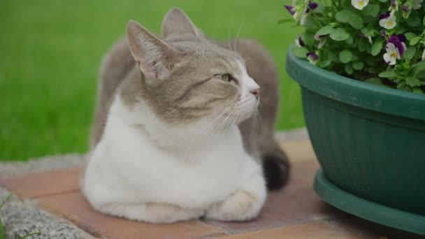 Gato Callejero Mirando Flores Jardín Cámara Lenta — Vídeo de stock