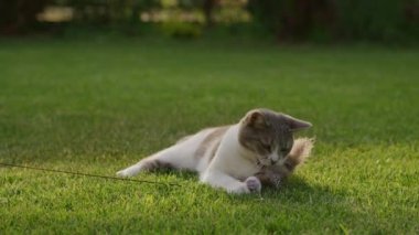 Tekir Kedi Bahçede Yavaş Çekimde Oynuyor
