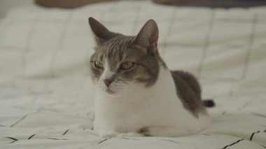 Dairenin Yatağında Yatan Tembel Evcil Kedi