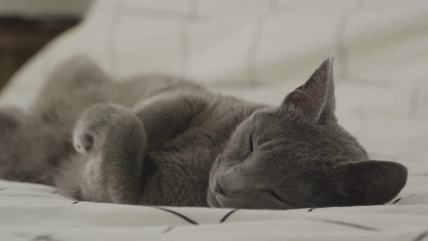 Grey Short Hair Domestic Cat Relax Bed Cirkelen Rond Een — Stockvideo