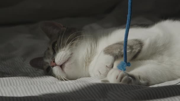 日光の下で寝るおもちゃの休憩に疲れた眠そうな家畜猫 — ストック動画