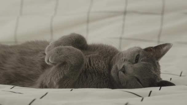 Sleepy Domestic Cat Funny Pose Bed Ruotando Intorno Felino Razza — Video Stock