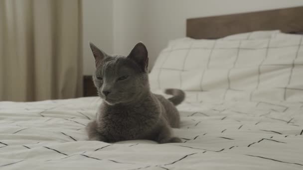 Grappig Grijs Kort Haar Huiselijke Kat Chillen Bed Orbiting Rond — Stockvideo
