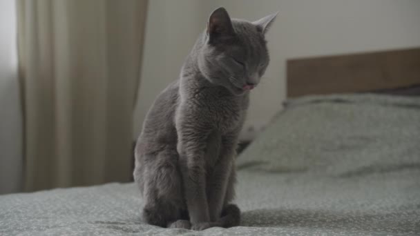 以慢动作在床上漂白纯猫的轨道漂洗 — 图库视频影像