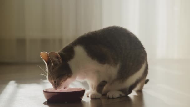 アパートでの家庭猫の食事 — ストック動画