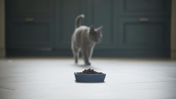 Gato Raça Pura Cinza Andando Para Comer Refeição Apartamento — Vídeo de Stock