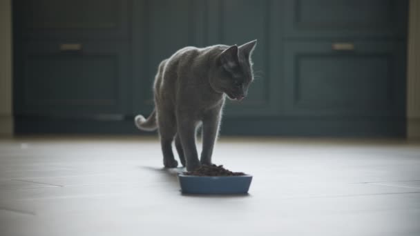 有趣的灰色纯种猫不喜欢她的食物就走开了 — 图库视频影像