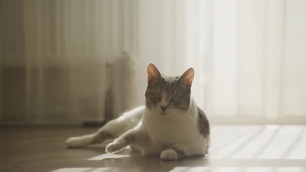 Tabby Stray Gato Levantando Andando Câmera Luz Sol — Vídeo de Stock