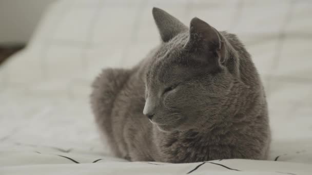 Omcirkelen Rond Grijs Gefokte Kat Koelen Bed Sleepy Mood — Stockvideo